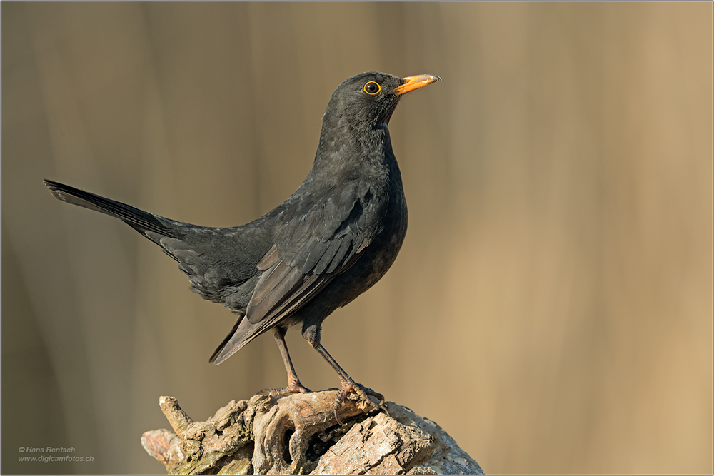 Amsel