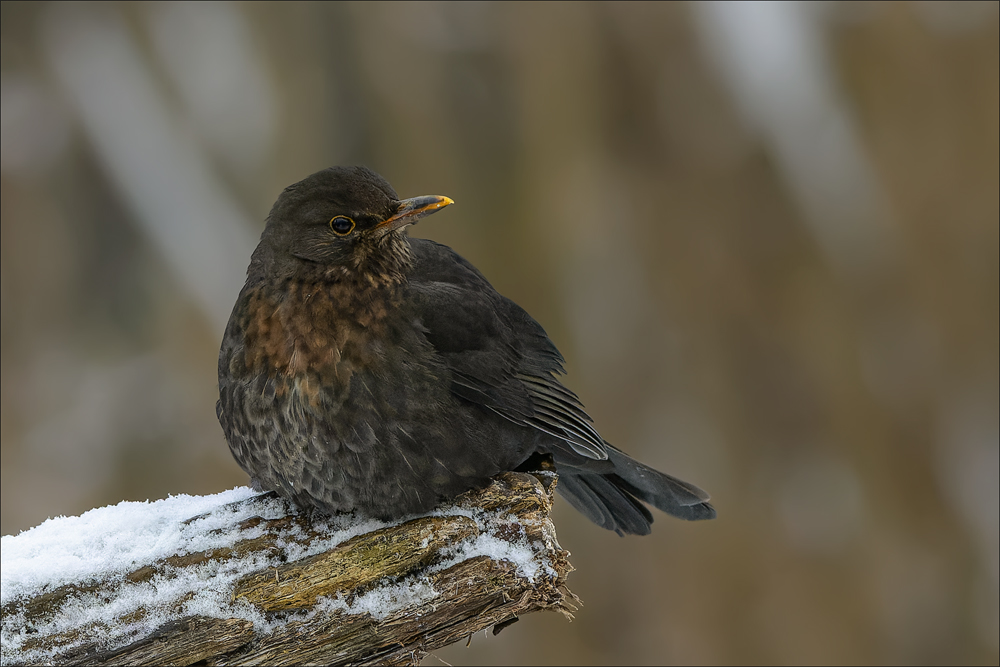 Amsel