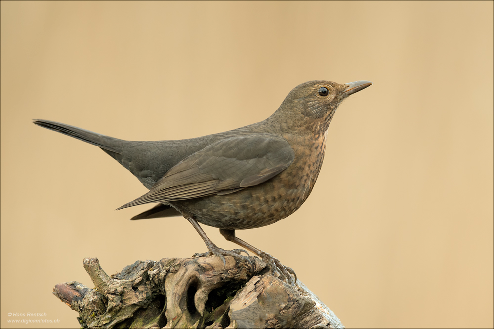 Amsel