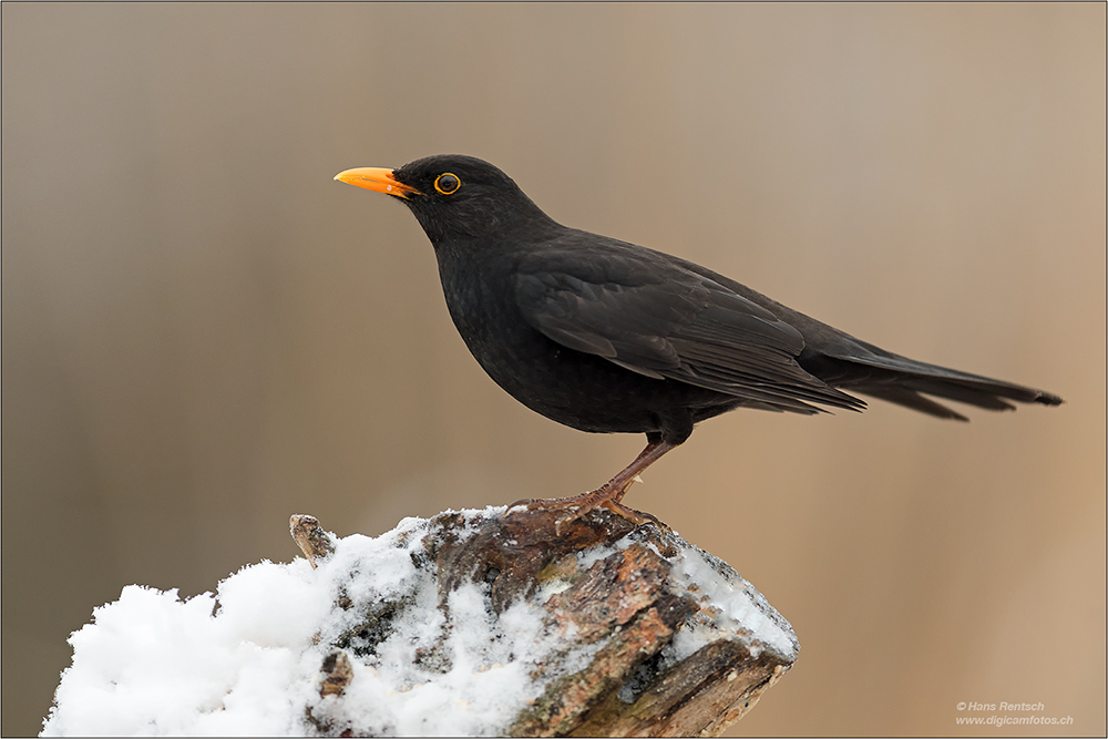 Amsel