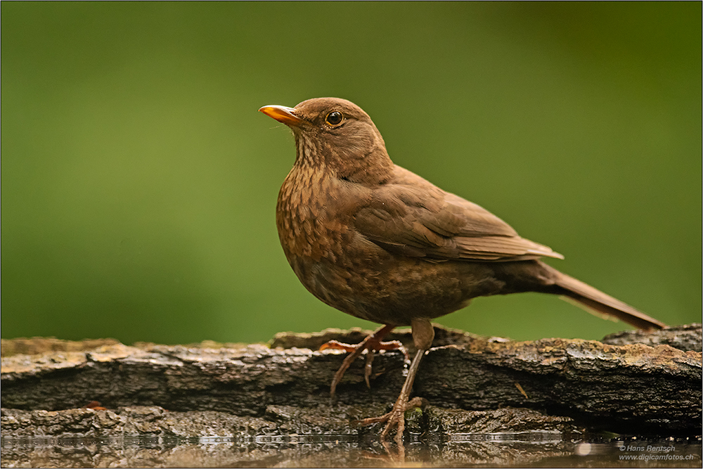 Amsel