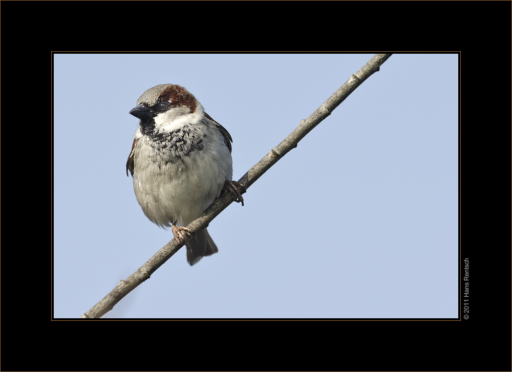 Ein Spatz