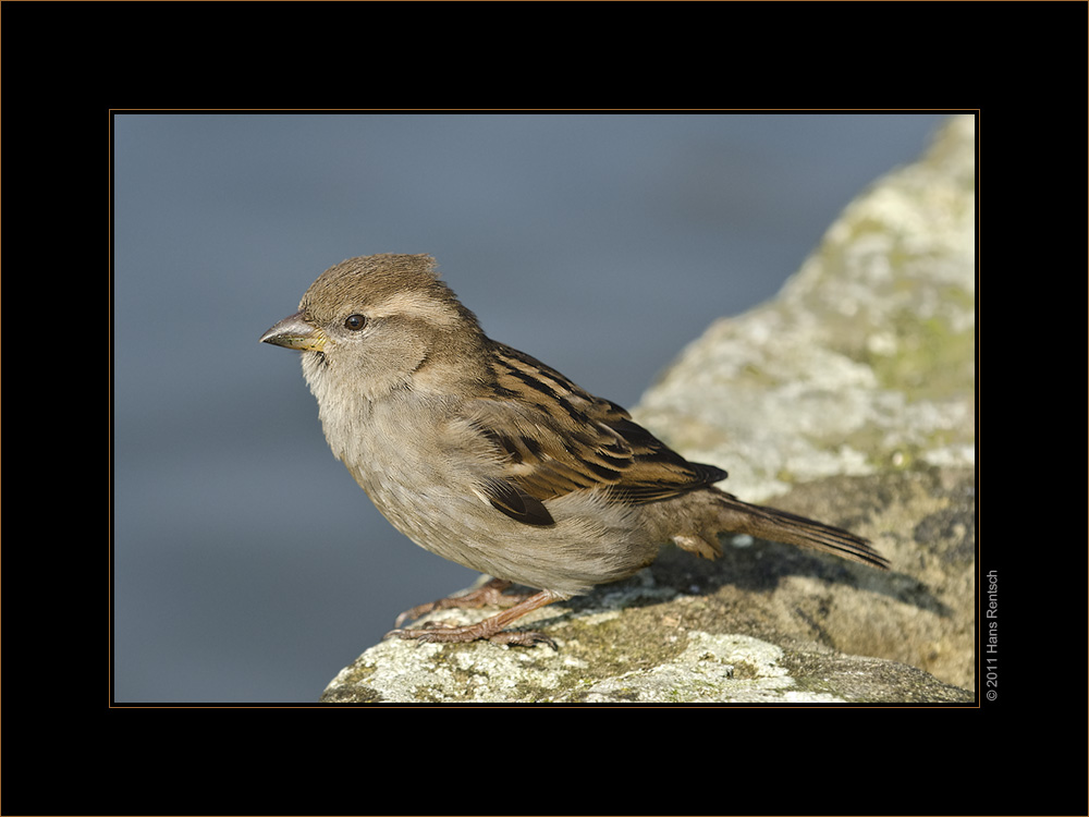 Ein Spatz