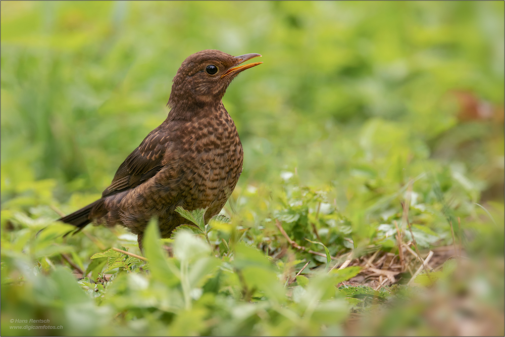 Amsel