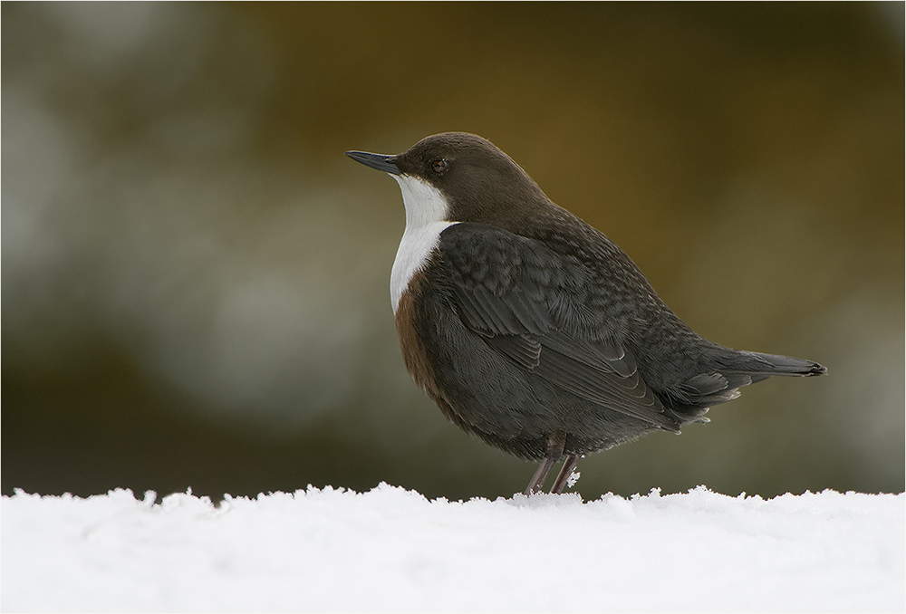 Wasseramsel