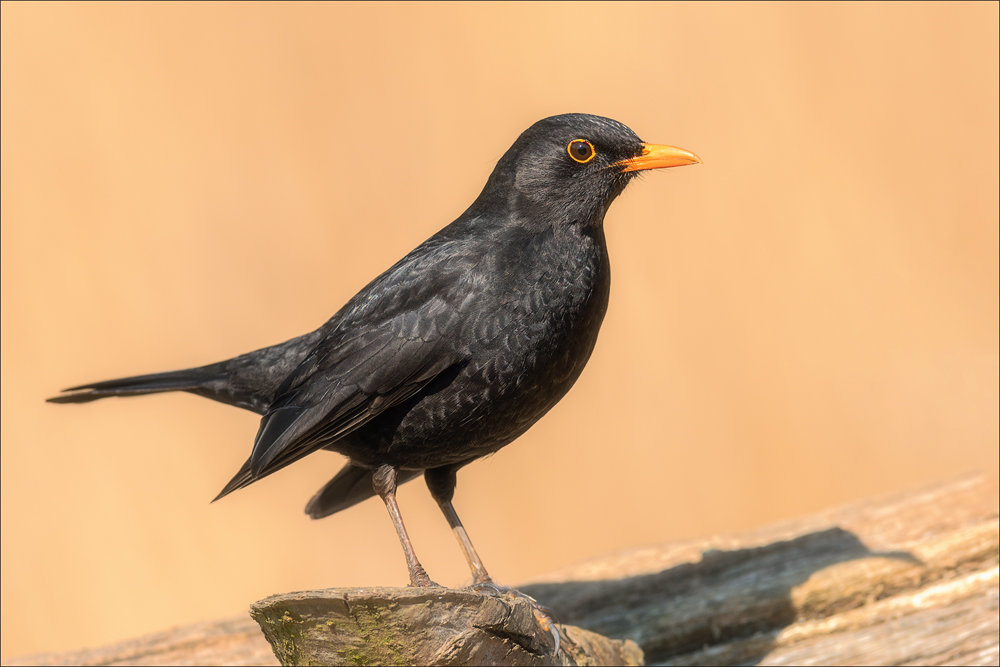 Amsel