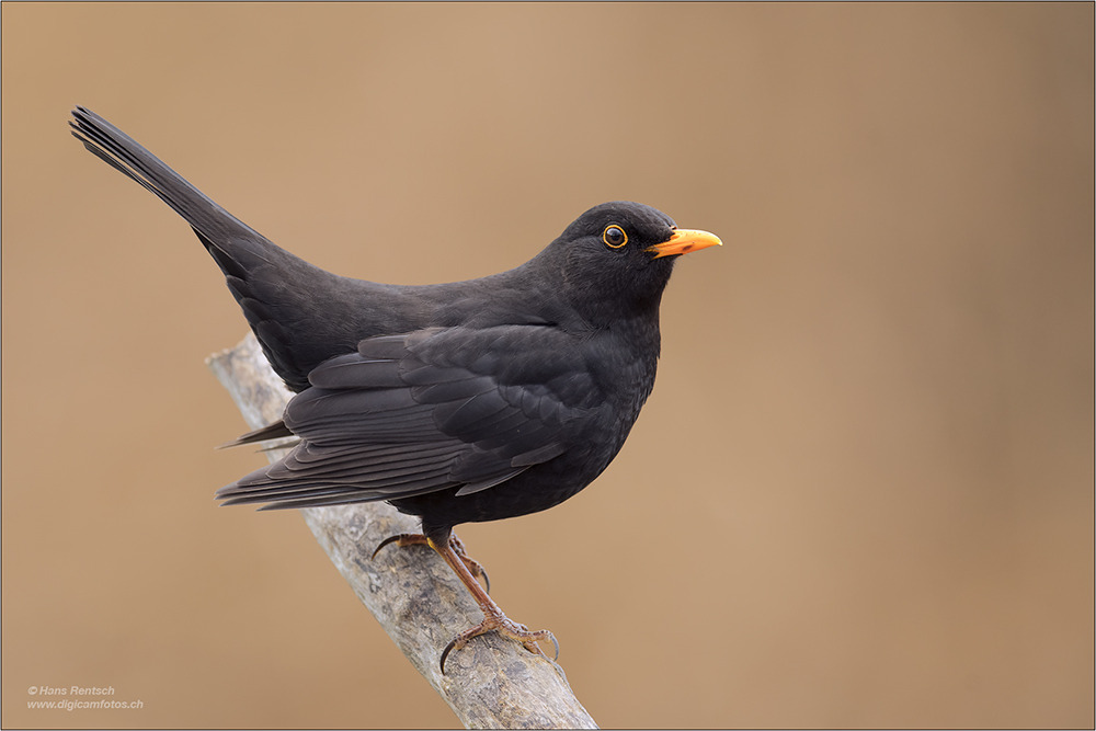 Amsel