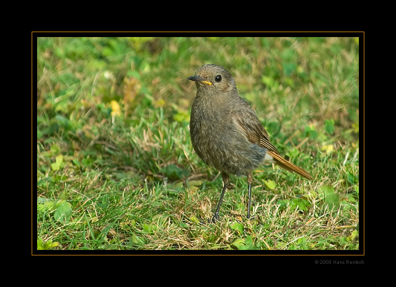 Junges Rotschwänzchen