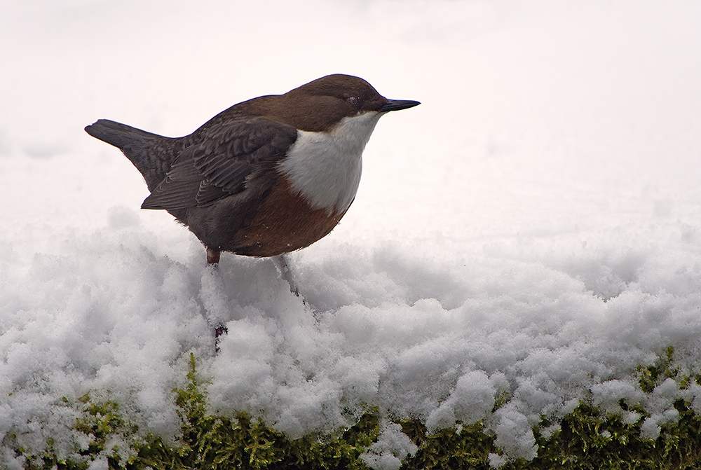 Wasseramsel