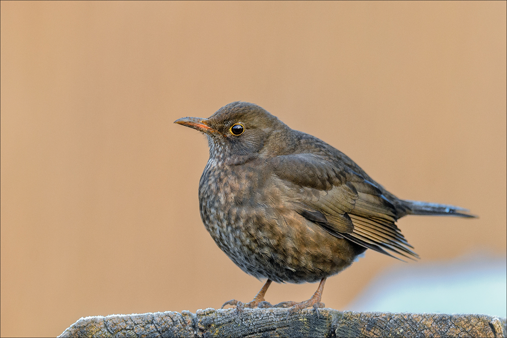 Amsel