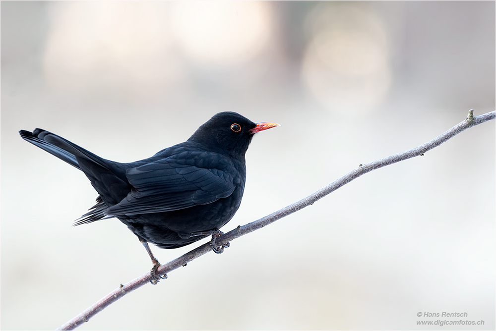 Amsel