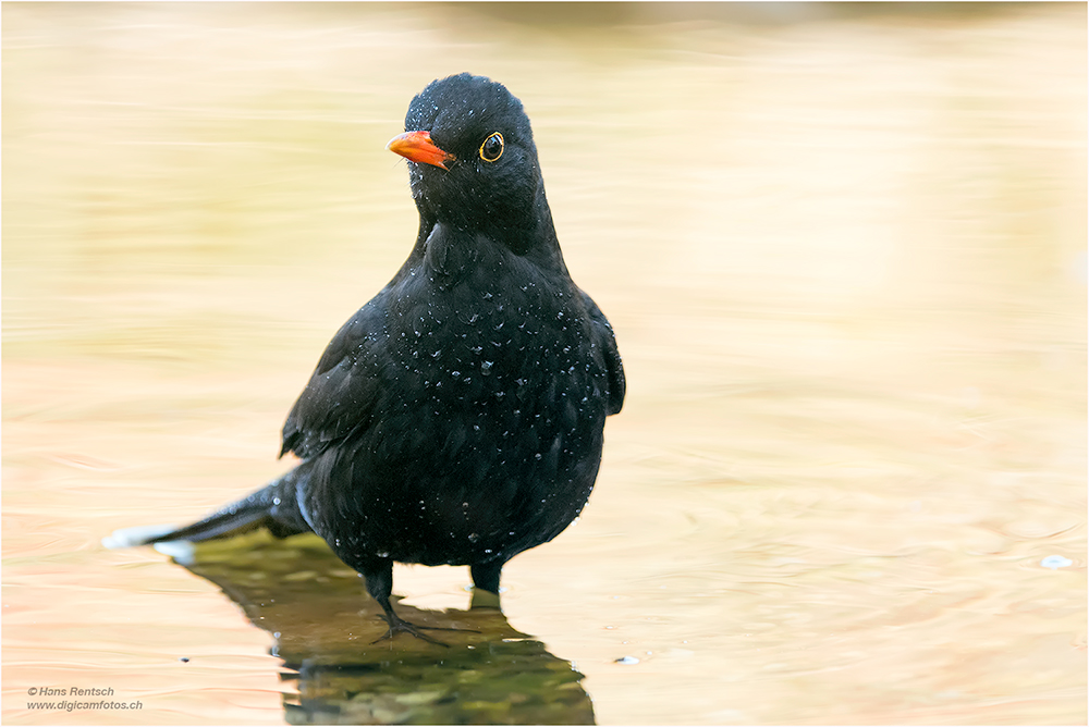 Amsel