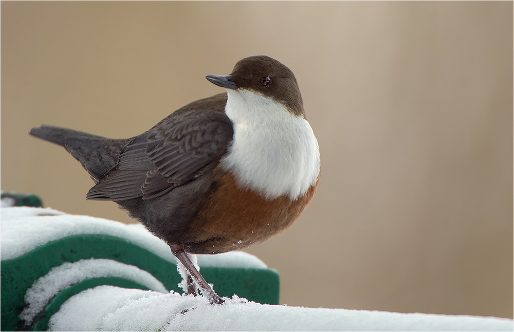 Wasseramsel