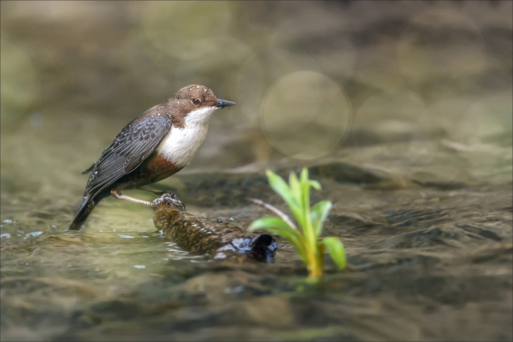 Wasseramsel