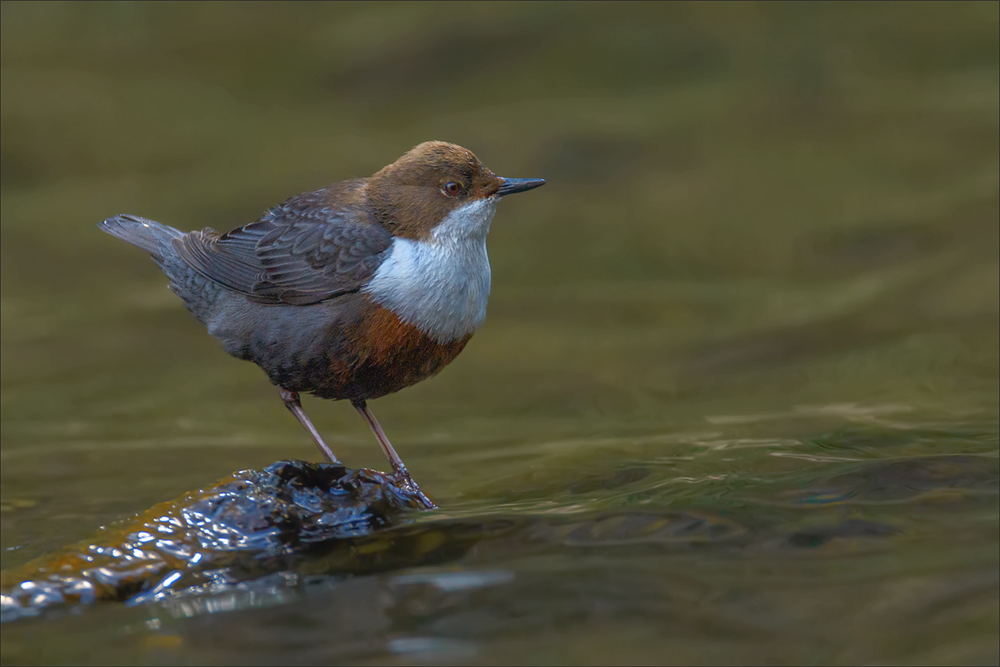 Wasseramsel