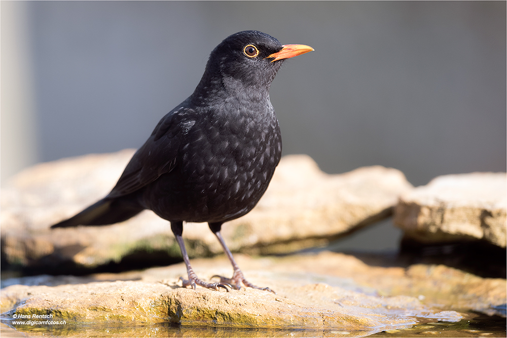 Amsel