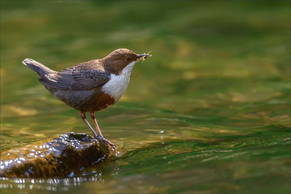 Wasseramsel