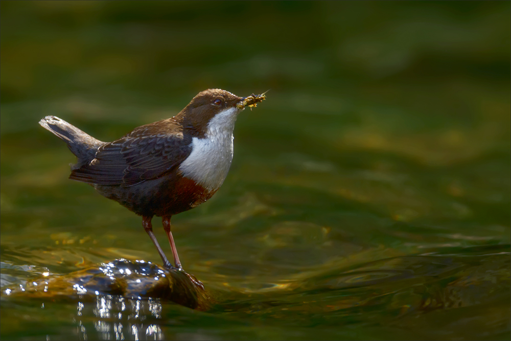 Wasseramsel