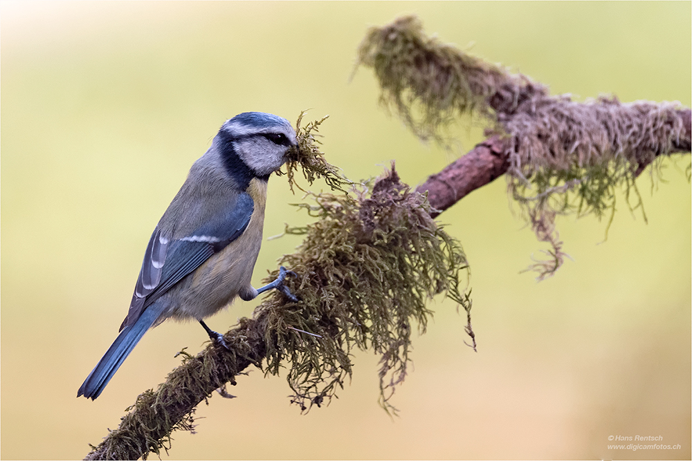 Blaumeise