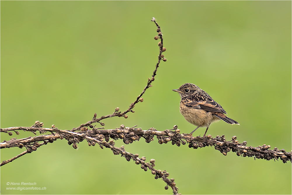 Jungvogel