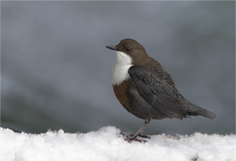 Wasseramsel