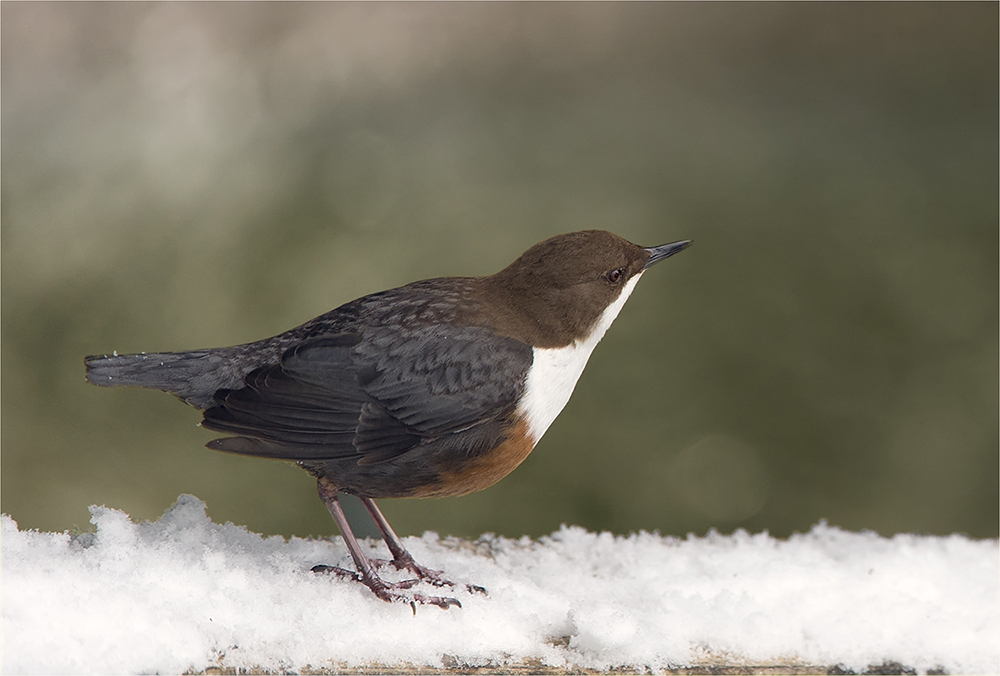 Wasseramsel