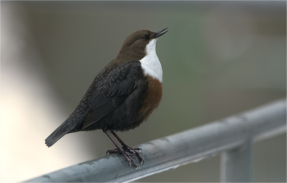 Wasseramsel