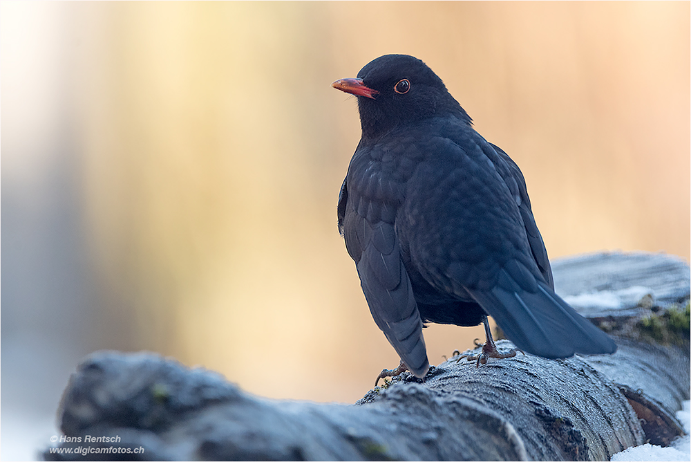 Amsel