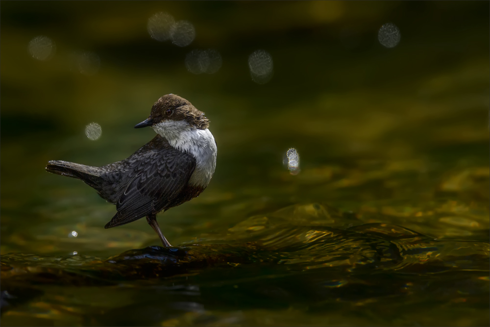 Wasseramsel