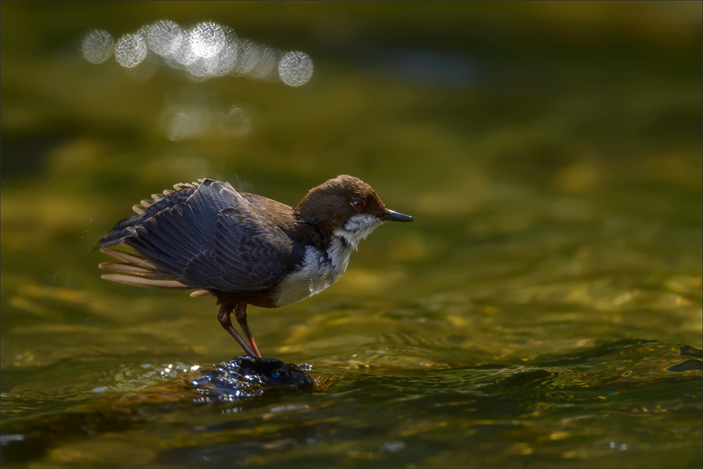 Wasseramsel