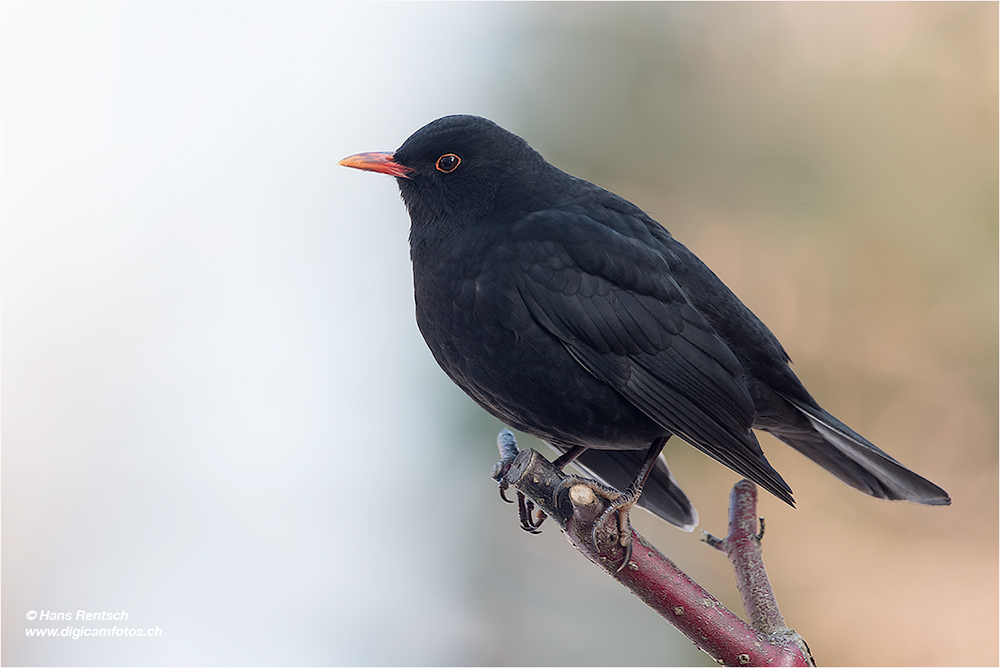 Amsel