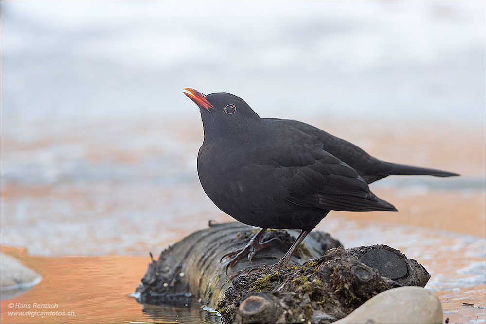 Amsel