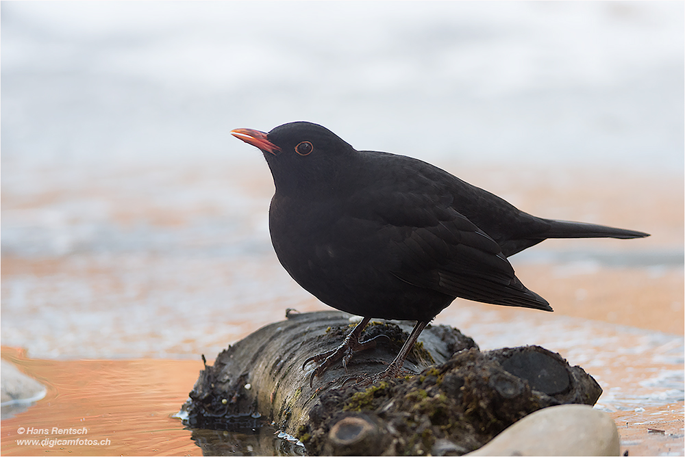 Amsel