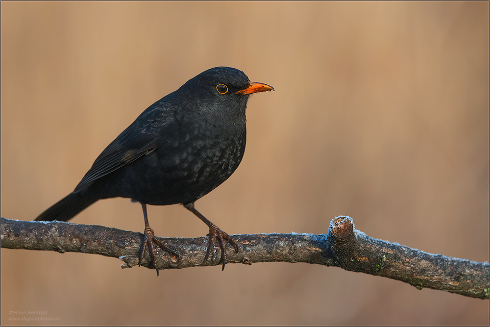 Amsel