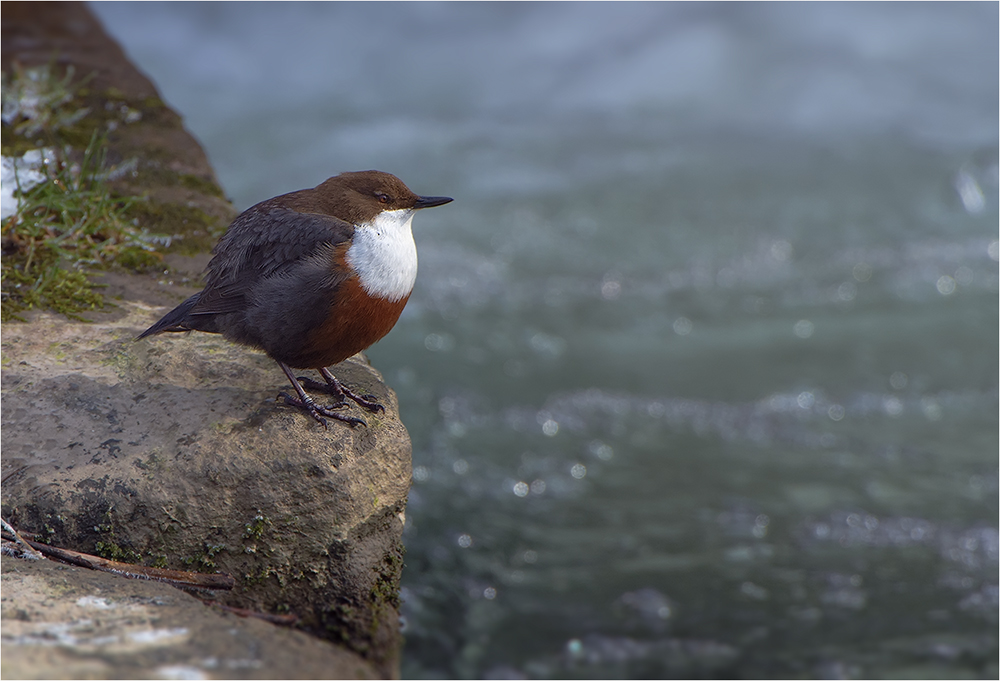 Wasseramsel