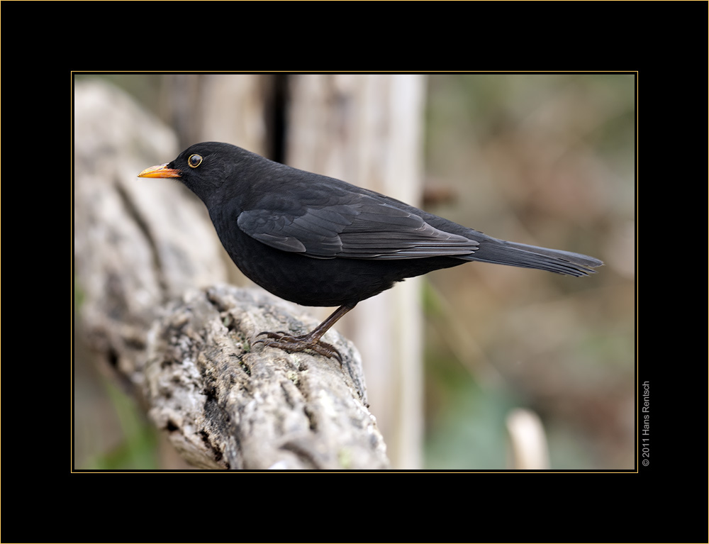 Amsel