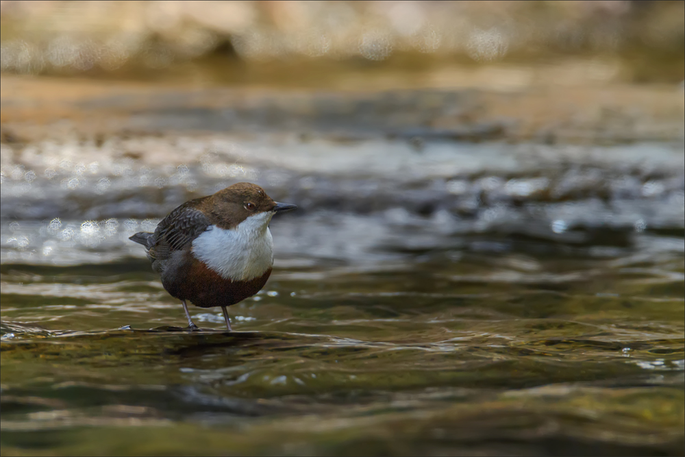 Wasseramsel