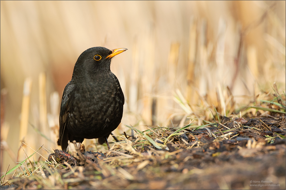 Amsel