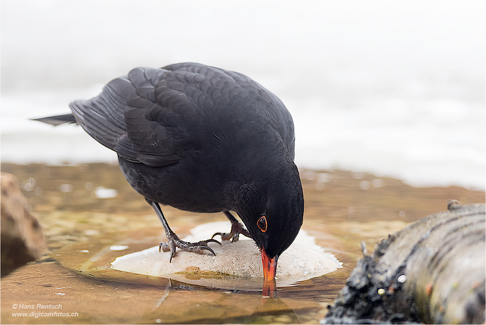 Amsel