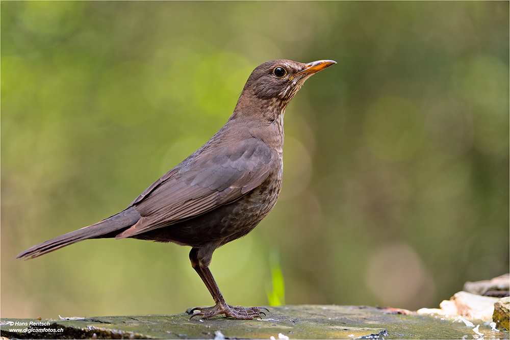 Amsel