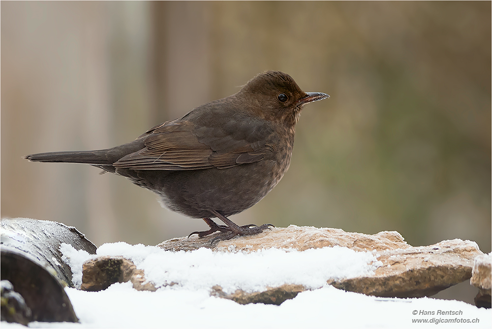 Amsel