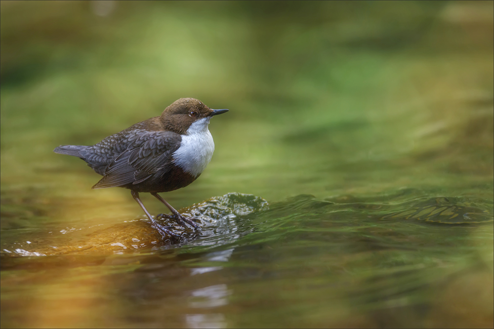 Wasseramsel