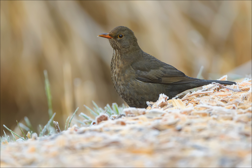 Amsel