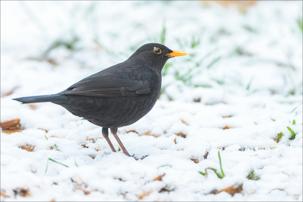 Amsel