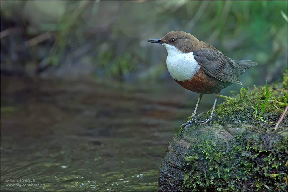 Wasseramsel