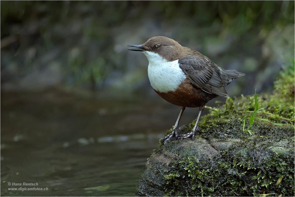 Wasseramsel