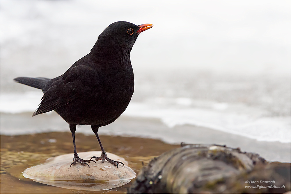 Amsel