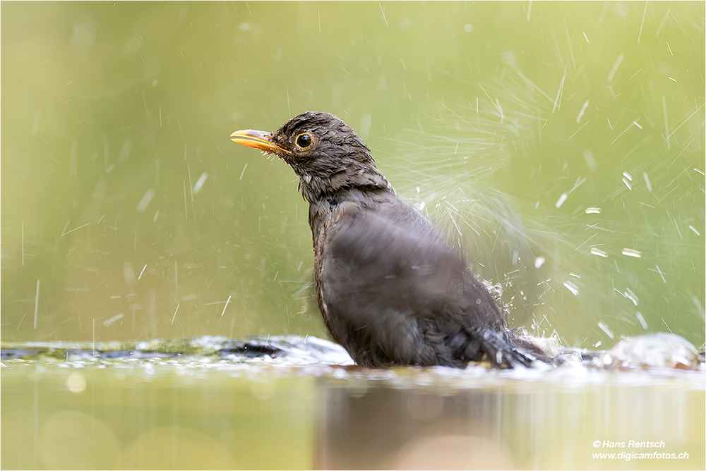 Amsel