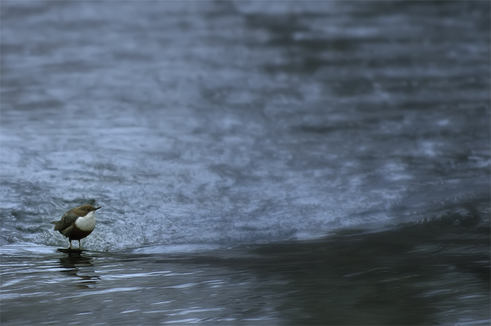 Wasseramsel