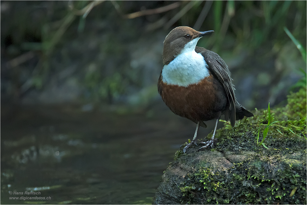 Wasseramsel